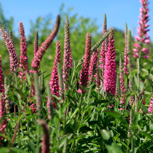 Veronica roz - Veronica spicata Rosa Zwerg