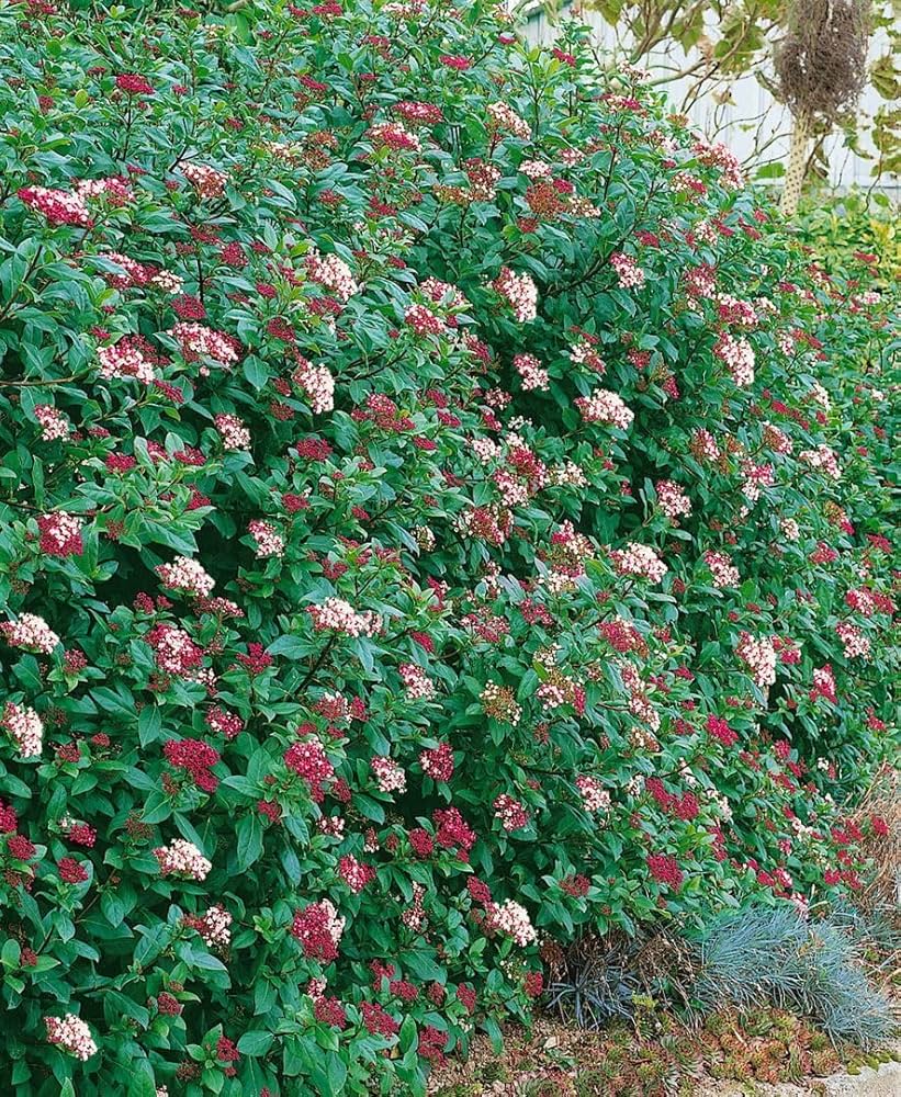Bulgăre de Zăpadă - Viburnum Tinus 'Gwenllian'