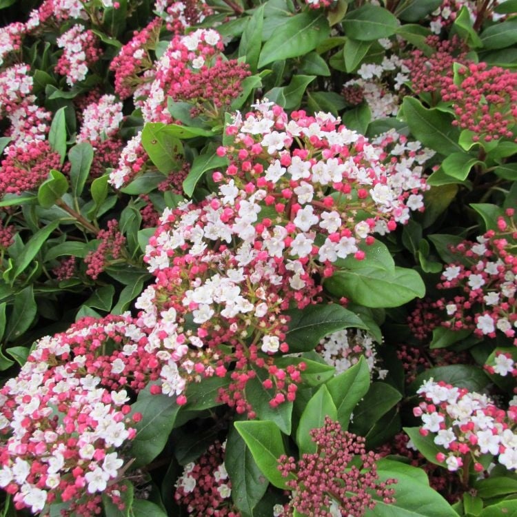 Bulgăre de Zăpadă - Viburnum Tinus 'Gwenllian'