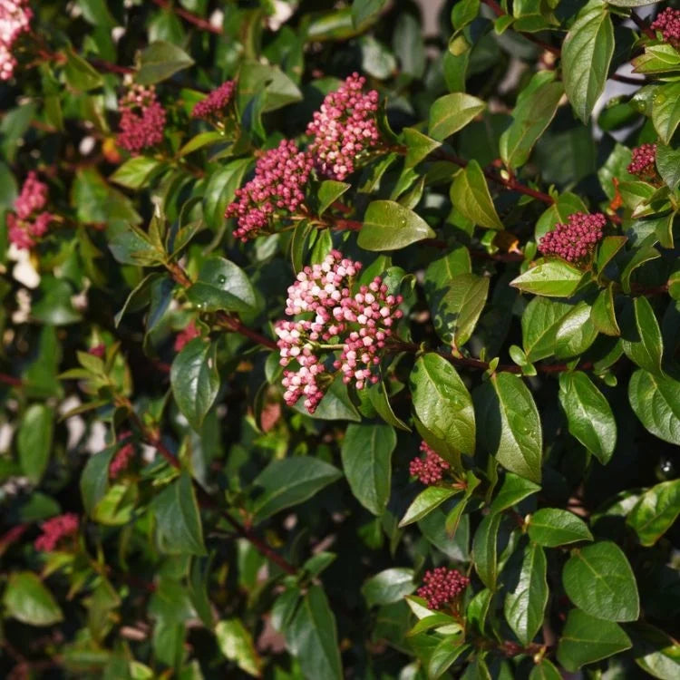 Bulgăre de Zăpadă - Viburnum Tinus 'Gwenllian'
