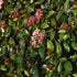 Bulgăre de Zăpadă - Viburnum Tinus 'Gwenllian'