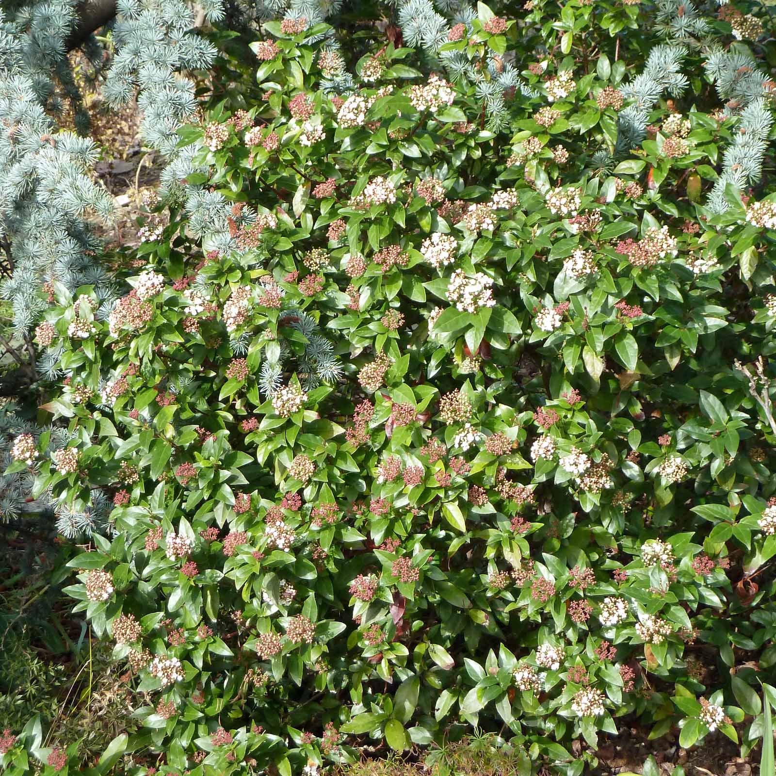 Bulgăre de Zăpadă - Viburnum Tinus 'Gwenllian'