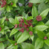 Călin Pitic - Viburnum Tinus