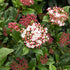 Călin Pitic - Viburnum Tinus