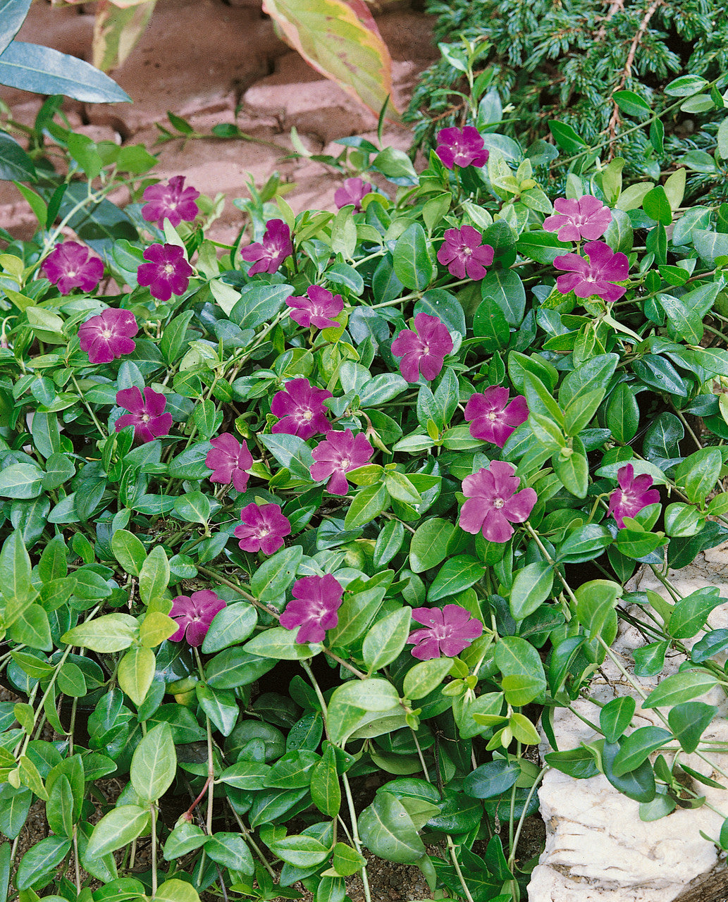 Saschiu - Vinca minor ‘Atropurpurea’