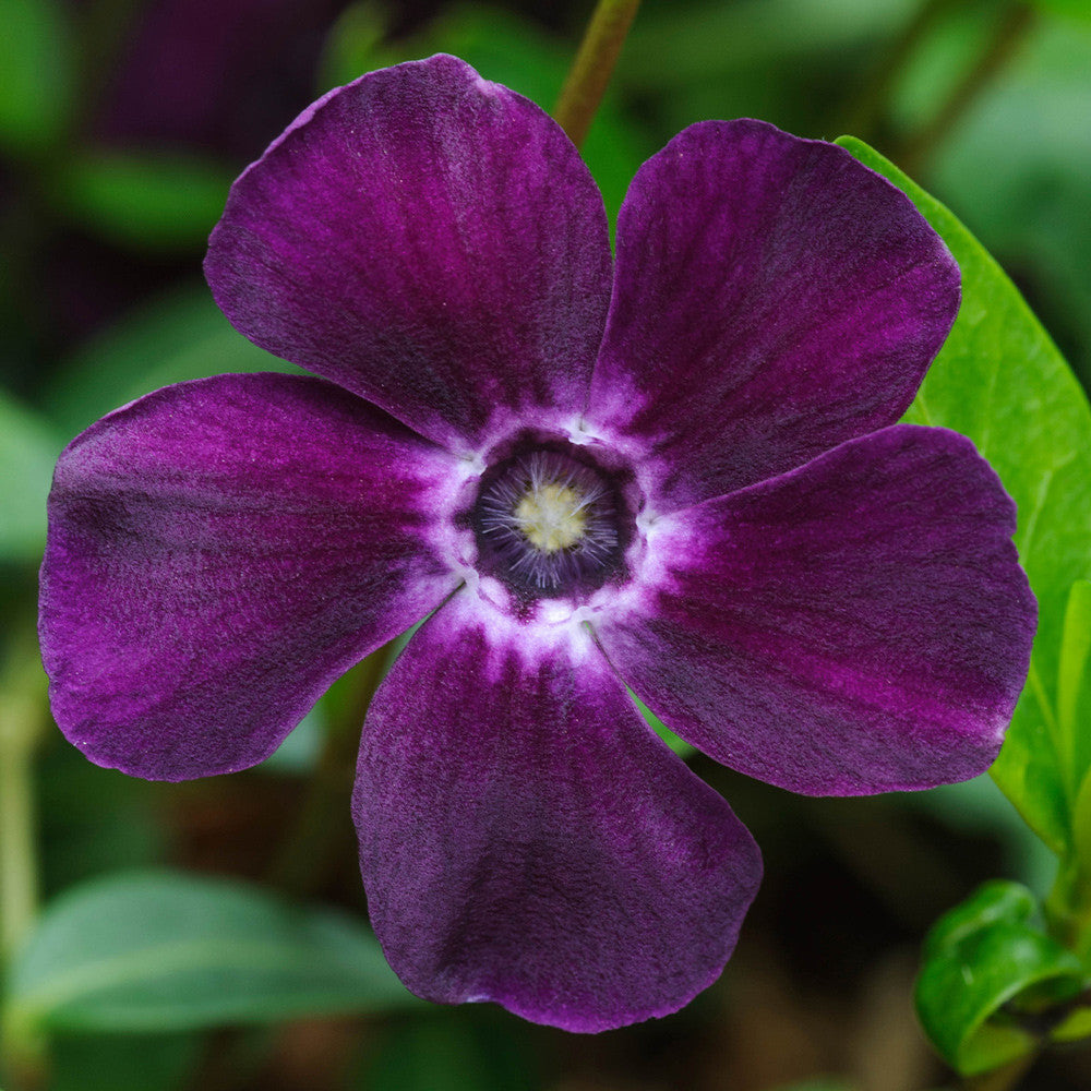 Saschiu - Vinca minor ‘Atropurpurea’