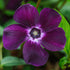 Saschiu - Vinca minor ‘Atropurpurea’