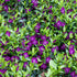 Saschiu - Vinca minor ‘Atropurpurea’