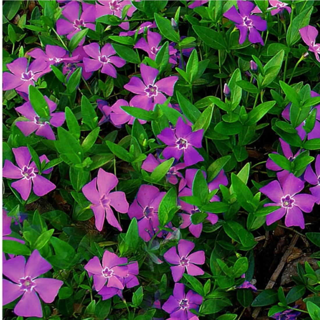 Saschiu - Vinca minor ‘Atropurpurea’