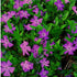 Saschiu - Vinca minor ‘Atropurpurea’