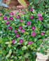 Saschiu - Vinca minor ‘Atropurpurea’