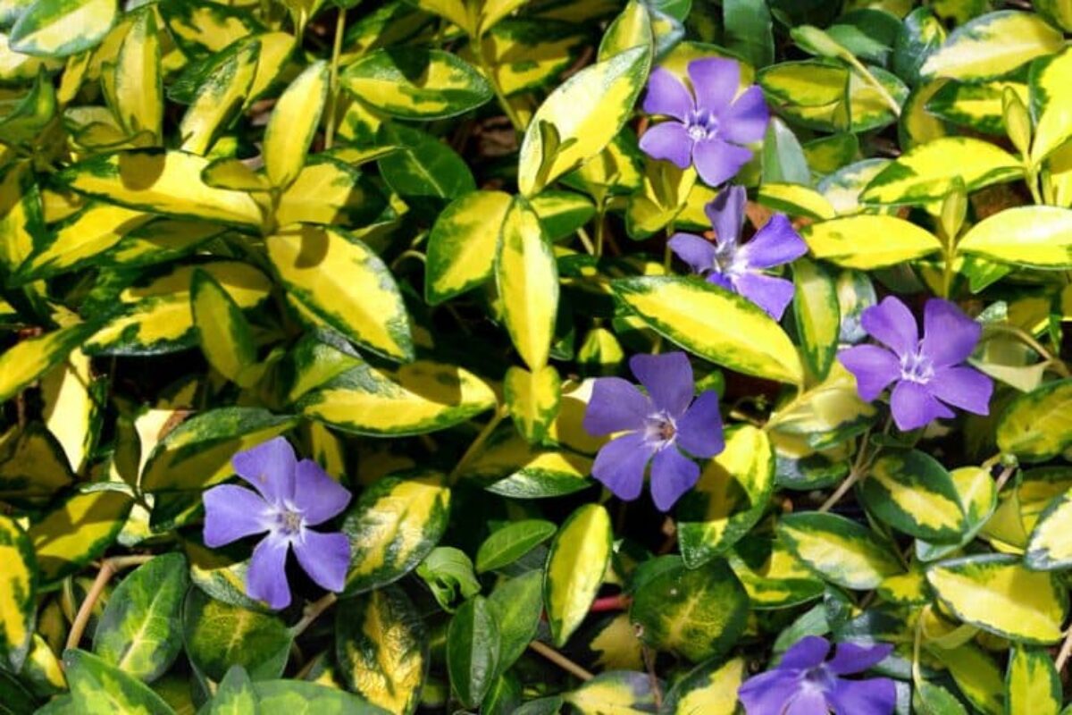 Saschiu variegat - Vinca minor ‘Illumination’