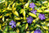 Saschiu variegat - Vinca minor ‘Illumination’