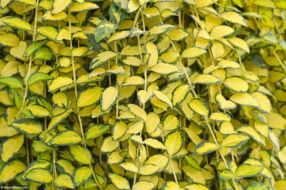 Saschiu variegat - Vinca minor ‘Illumination’
