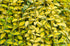 Saschiu variegat - Vinca minor ‘Illumination’