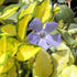 Saschiu variegat - Vinca minor ‘Illumination’