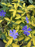 Saschiu variegat - Vinca minor ‘Illumination’