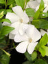 Saschiu alb - Vinca minor 'Alba'