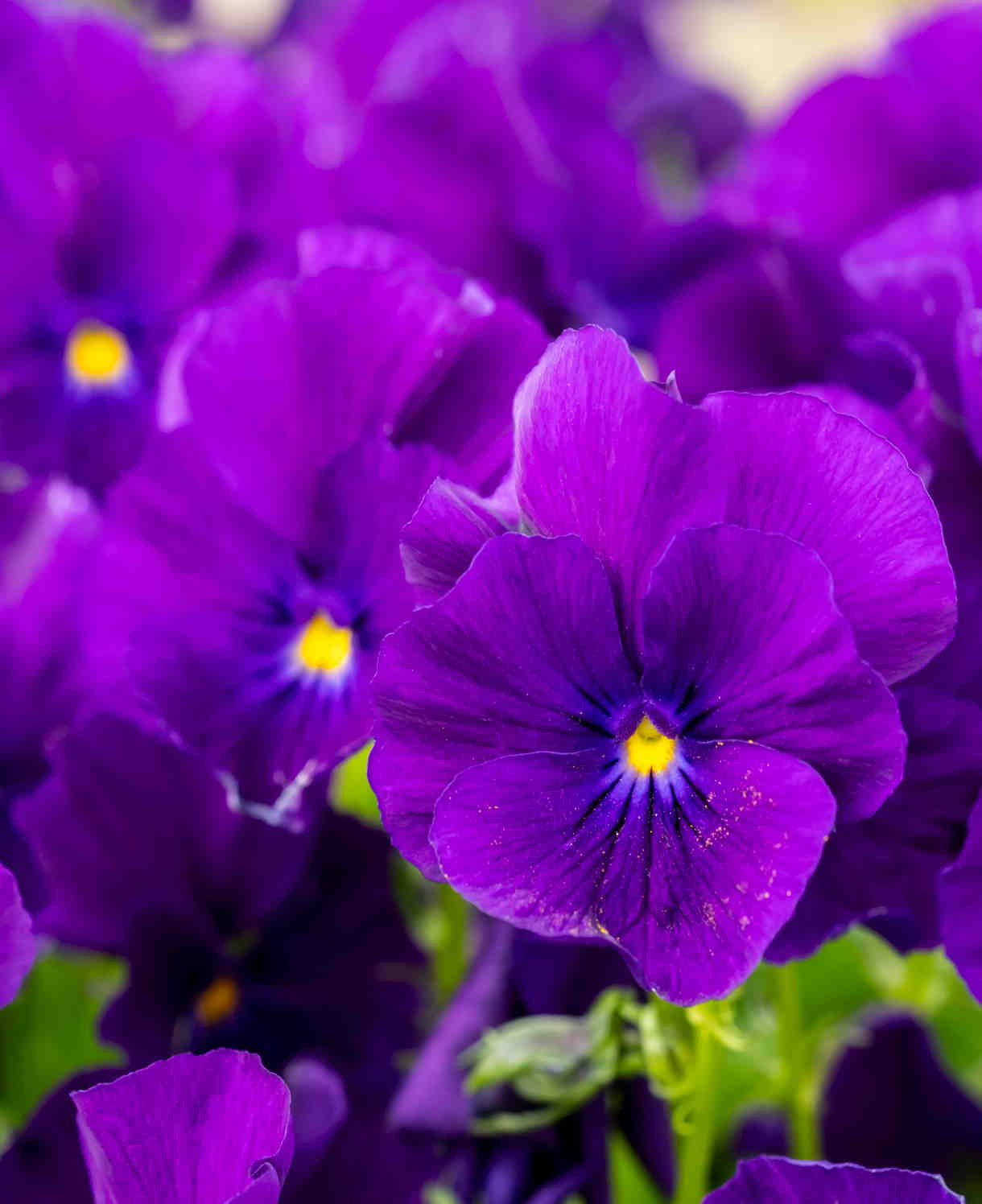 Violeta de grădină -  Viola cornuta ‘Martin’