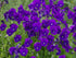 Violeta de grădină -  Viola cornuta ‘Martin’