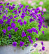 Violeta de grădină -  Viola cornuta ‘Martin’