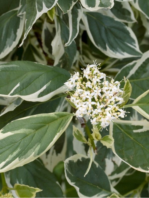 Corn cu frunze în două culori - Cornus sericea 'White Gold'