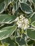 Corn Cu Frunze În Două Culori - Cornus Sibirica Variegata