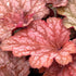 Clopoței de coral- Heuchera villosa Carnival® ‘Watermelon’