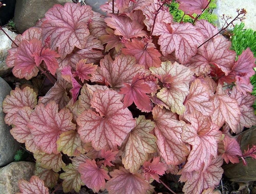 Clopoței de coral- Heuchera villosa Carnival® ‘Watermelon’