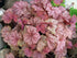Clopoței de coral- Heuchera villosa Carnival® ‘Watermelon’