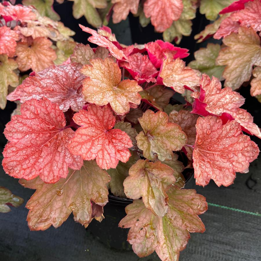 Clopoței de coral- Heuchera villosa Carnival® ‘Watermelon’