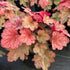 Clopoței de coral- Heuchera villosa Carnival® ‘Watermelon’