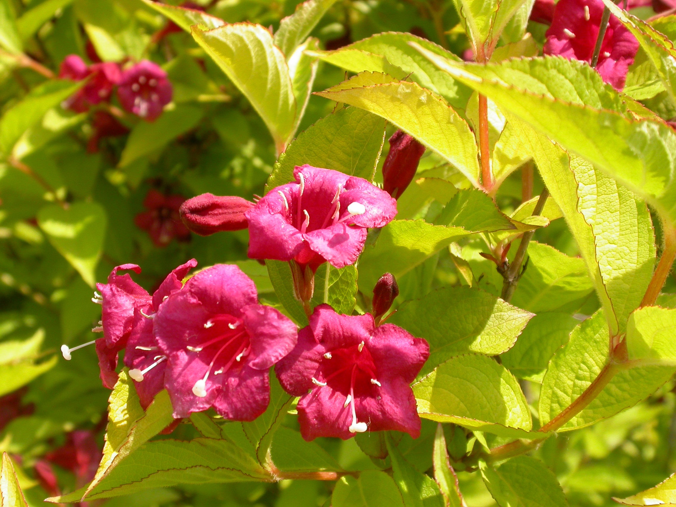 Weigela - Weigela 'Olympiade'