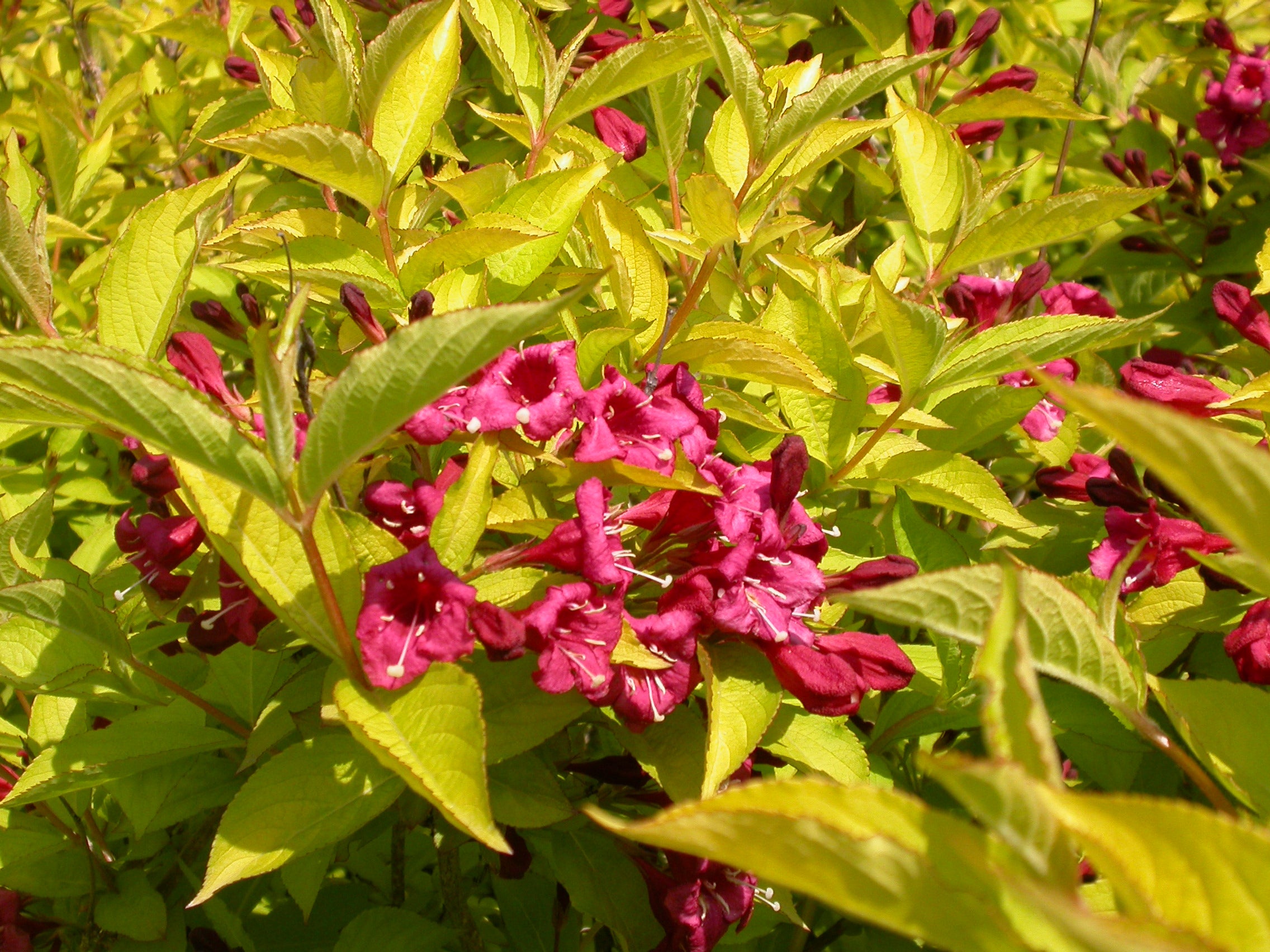 Weigela - Weigela 'Olympiade'