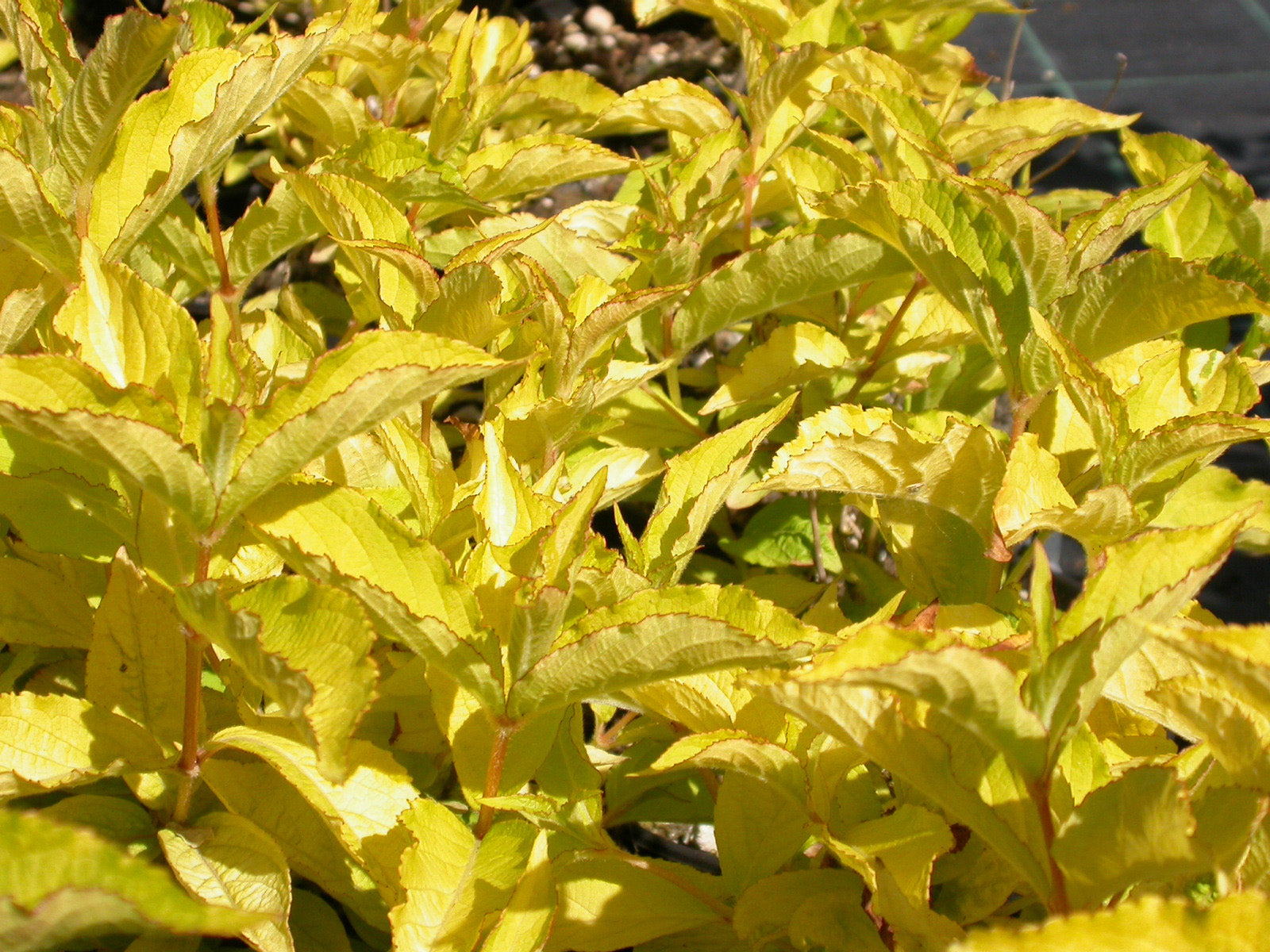 Weigela - Weigela 'Olympiade'