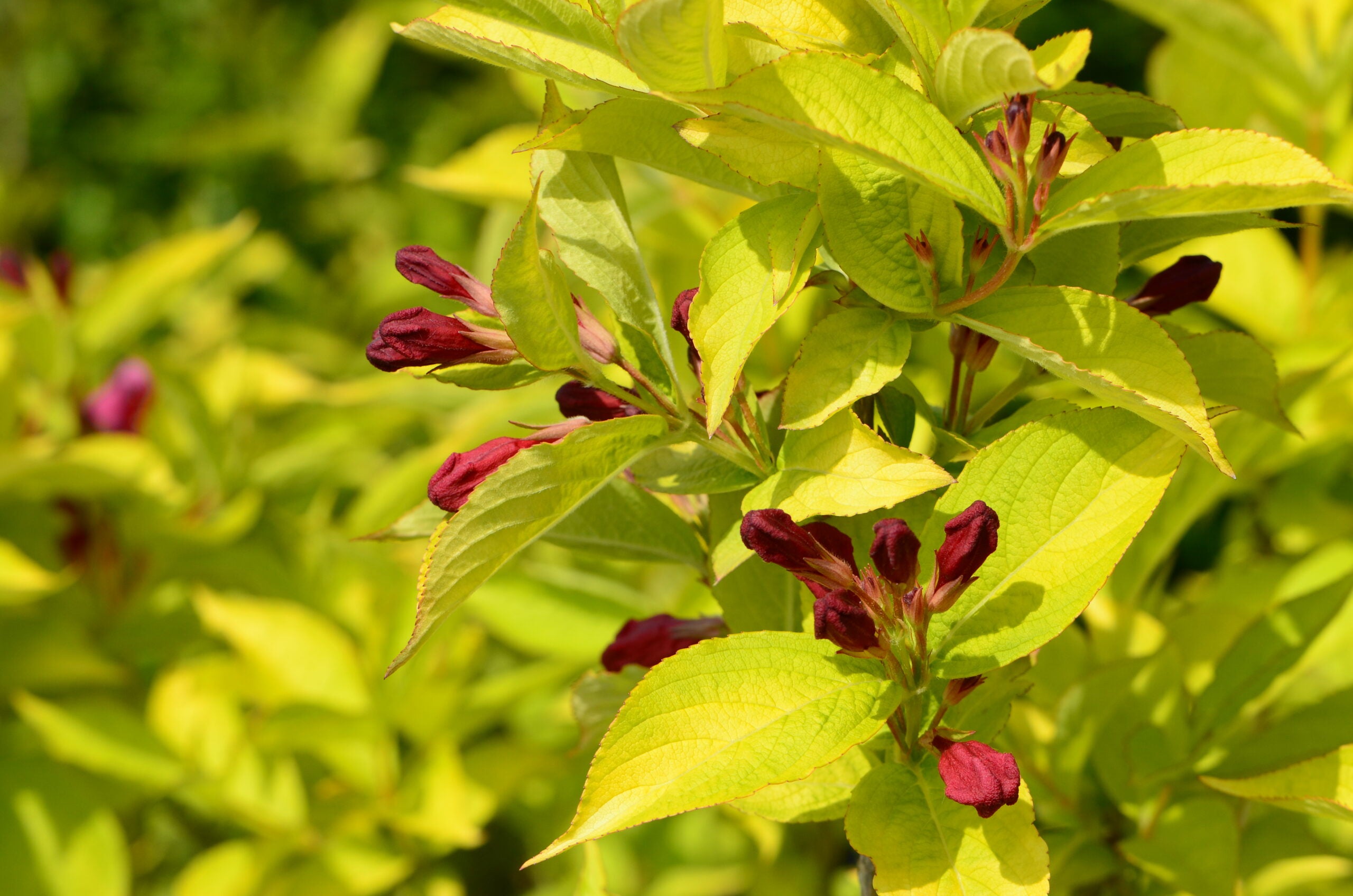 Weigela - Weigela 'Olympiade'