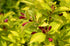 Weigela - Weigela 'Olympiade'