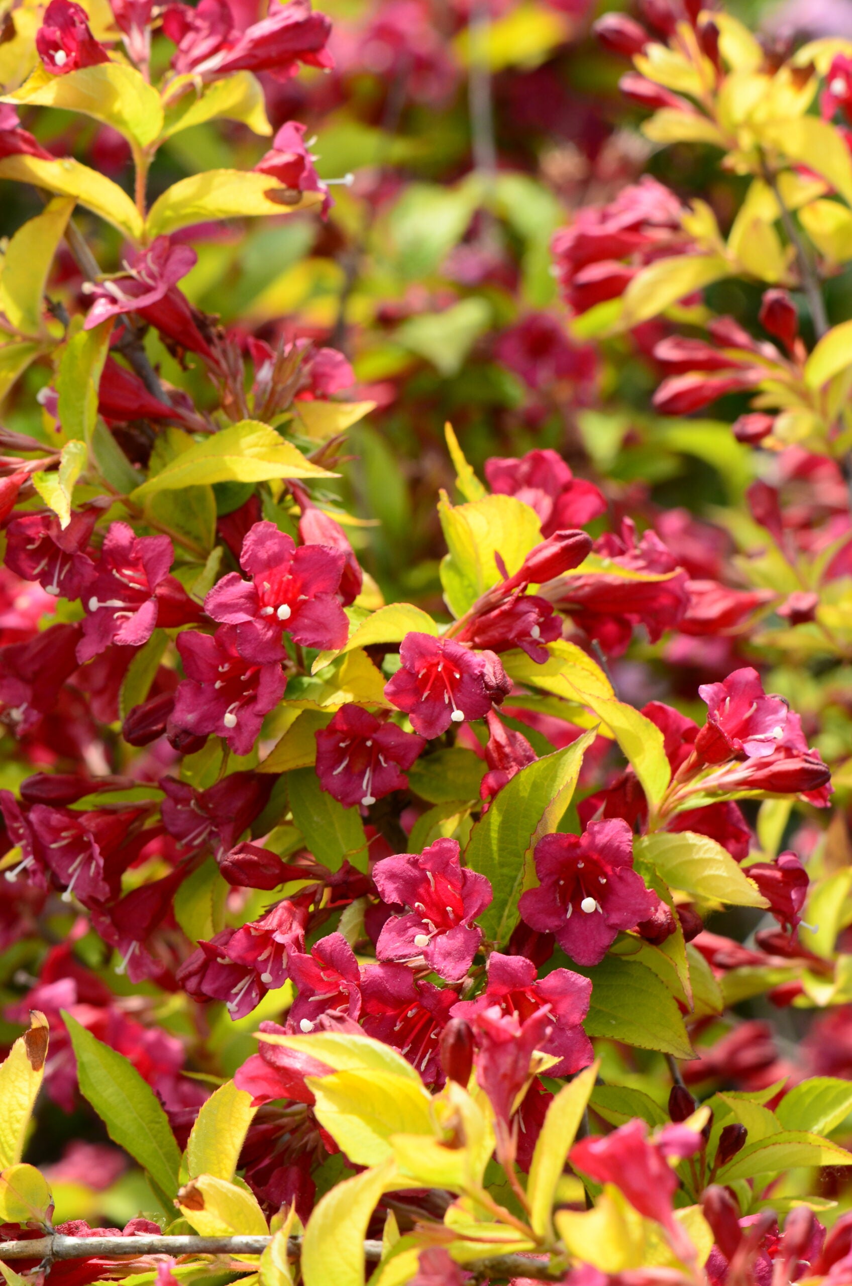 Weigela - Weigela 'Olympiade'