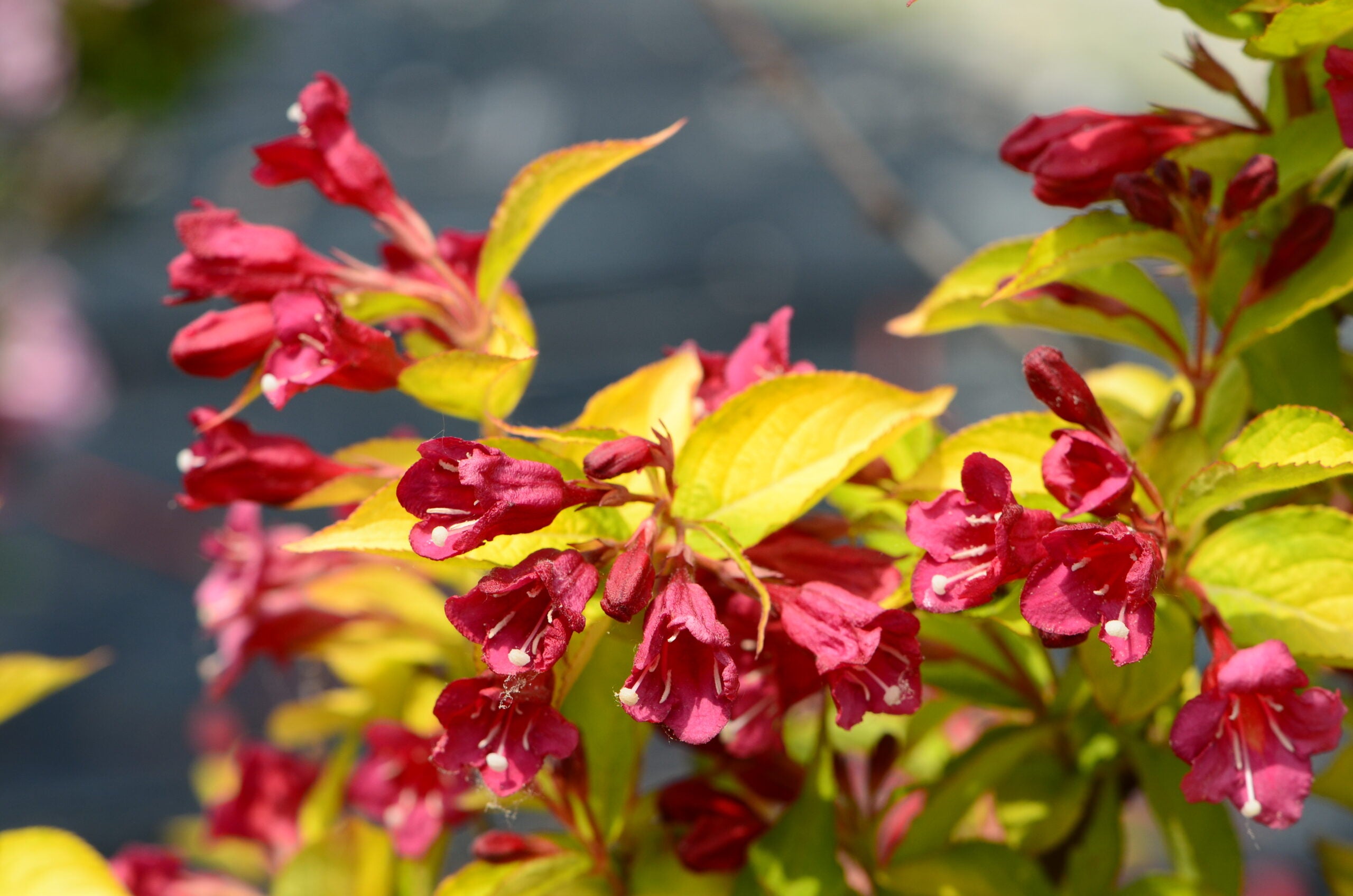 Weigela - Weigela 'Olympiade'