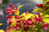 Weigela - Weigela 'Olympiade'