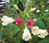 Weigela - Weigela 'Marjorie'