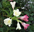 Weigela - Weigela 'Marjorie'