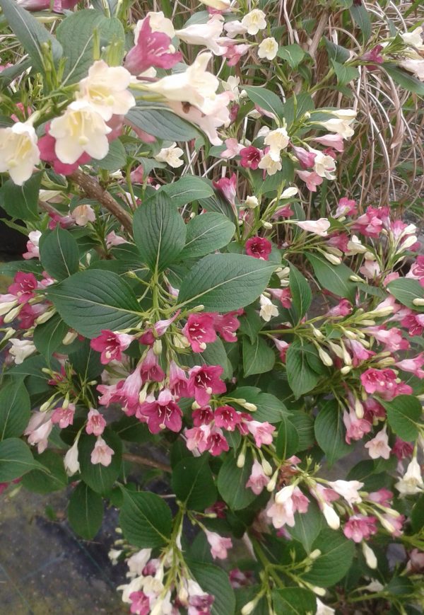 Weigela - Weigela 'Marjorie'
