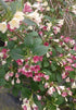 Weigela - Weigela 'Marjorie'