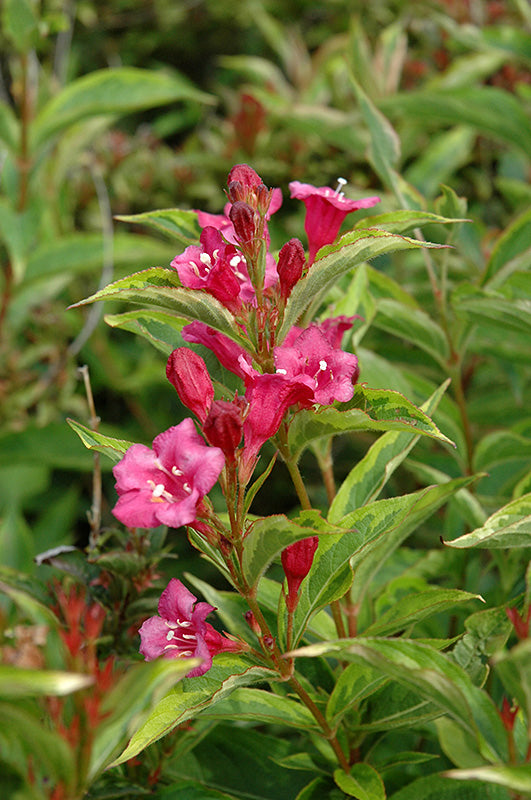 Weigela  - Weigela florida Bristol Ruby Variegata