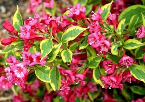 Weigela  - Weigela florida Bristol Ruby Variegata