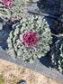 Varză ornamentală- Brassica oleracea var. acephala