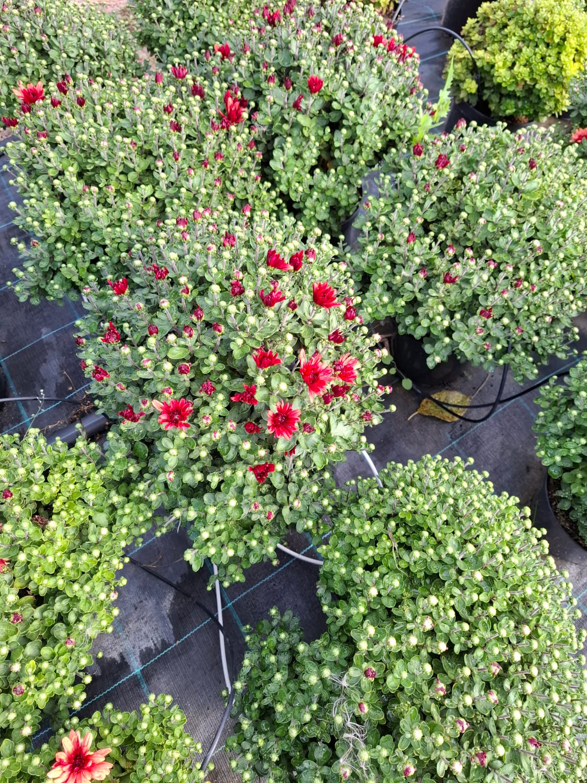 Crizantema în culorile toamnei- Chrysanthemum dendranthema x grandiflorum