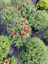 Crizantema în culorile toamnei- Chrysanthemum dendranthema x grandiflorum