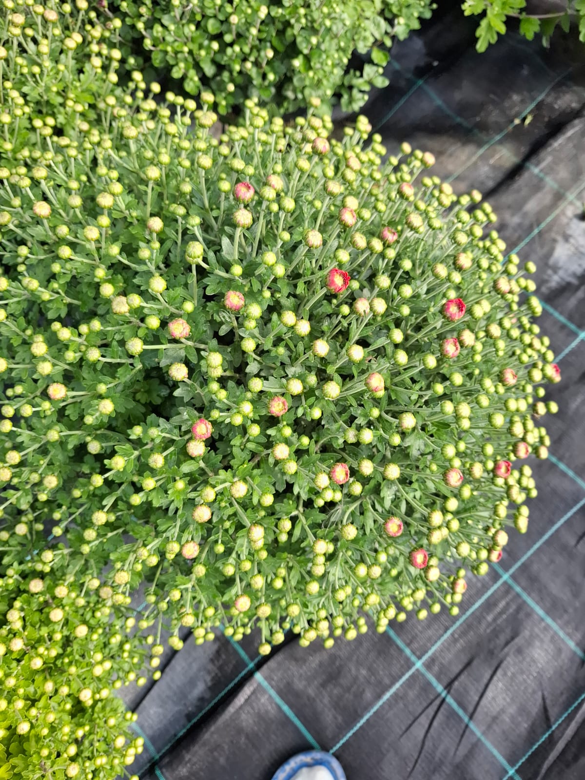 Crizantema în culorile toamnei- Chrysanthemum dendranthema x grandiflorum